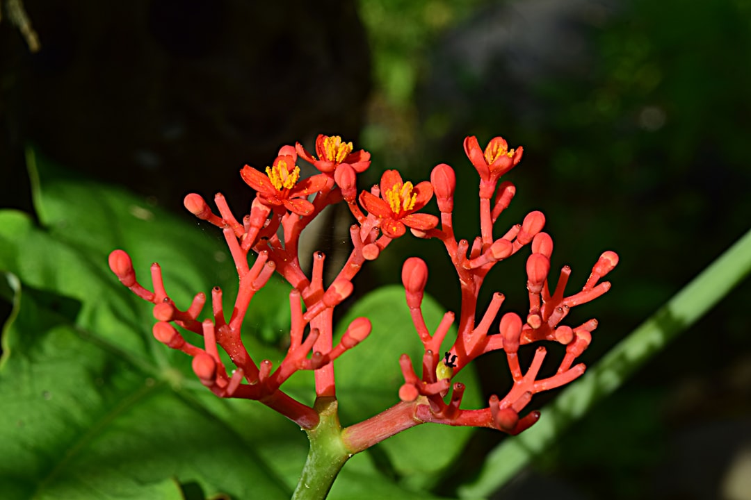 Photo Siberian Ginseng