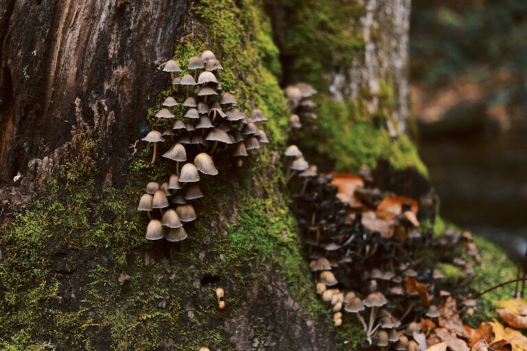 Photo Chaga mushroom